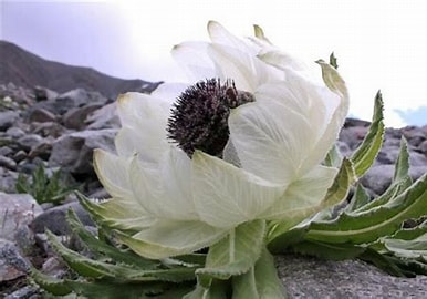 苞叶雪莲