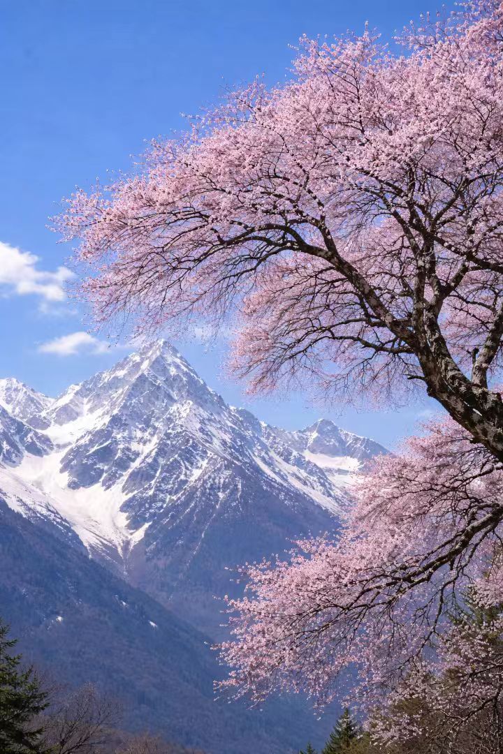 林芝