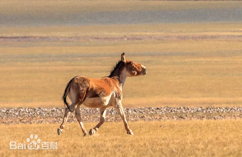 藏野驴